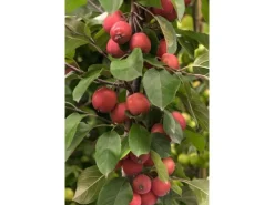 Töpfe<Malus Eleyi Zierapfel Rotblühend 60–100 cm