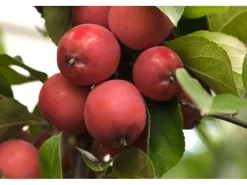 Töpfe<Malus Eleyi Zierapfel Rotblühend 60–100 cm