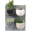 Sale Mini-Sukkulente in rundem Magnettopf Topf-Ø ca. 6 cm
