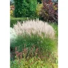 Hot Miscanthus Sinensis Sarabande Chinaschilf Ca. 11x11 cm Topf