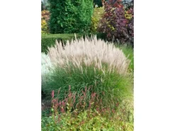 Hot Miscanthus Sinensis Sarabande Chinaschilf Ca. 11x11 cm Topf