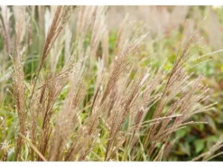 Hot Miscanthus Sinensis Sarabande Chinaschilf Ca. 11x11 cm Topf
