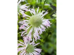 Töpfe<Monarda Fistulosa Fishes Wilde Bergamotte Ca. 9x9 cm Topf