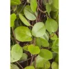 Muehlenbeckia Axillaris Kriechende Schönfrucht Ca. 9x9 cm Topf< Töpfe