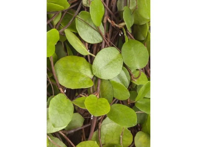 Muehlenbeckia Axillaris Kriechende Schönfrucht Ca. 9x9 cm Topf< Töpfe
