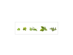 MySpotti Küchenrückwand Profix Cucina Kräuter 210 x 60 cm Minzgrün< Küchenrückwände