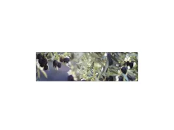 MySpotti Küchenrückwand Profix Cucina Olivenbaum 210 x 60 cm Violettfarben< Küchenrückwände