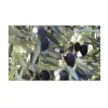 New MySpotti Küchenrückwand Profix Cucina Olivenbaum 100 x 60 cm Grün-Blau