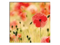 MySpotti Küchenrückwand Profix Cucina Mohnet 210 x 60 cm Mohnblüte< Küchenrückwände|Herde
