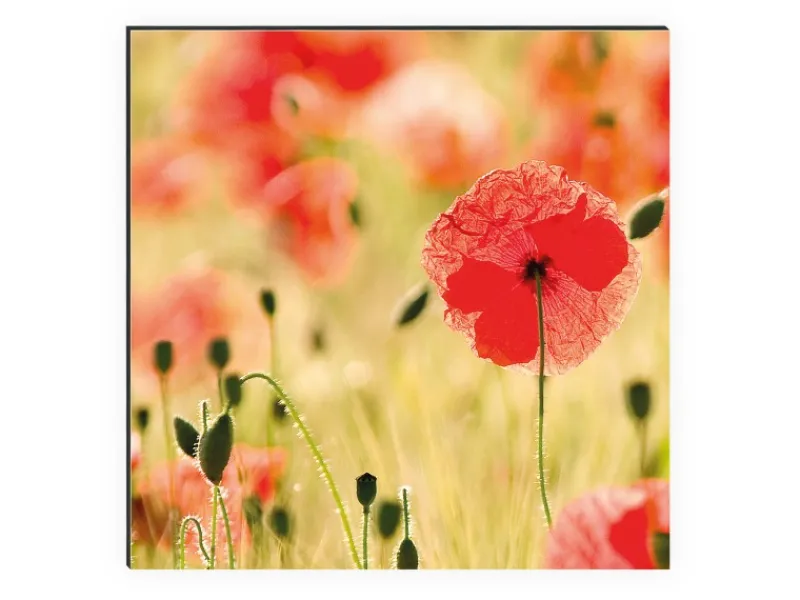 MySpotti Küchenrückwand Profix Cucina Mohnet 210 x 60 cm Mohnblüte< Küchenrückwände|Herde