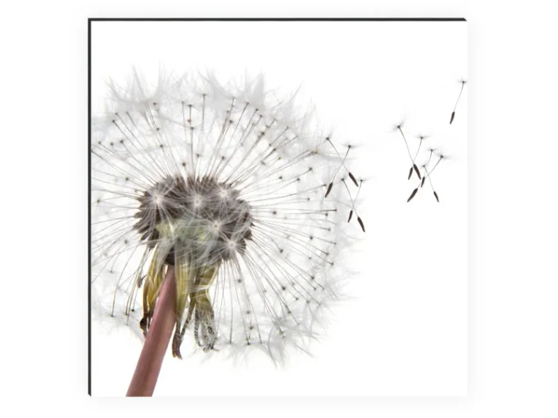 Küchenrückwände<MySpotti Küchenrückwand Profix Cucina Dandelion 100 x 60 cm Weiß-Grau