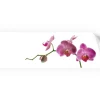 Myspotti Küchenrückwandfolie Orchidee Pink Selbstklebend 220 cm x 60 cm< Küchenrückwände