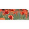 Myspotti Küchenrückwandfolie Mohn Selbstklebend 220 cm x 60 cm< Küchenrückwände