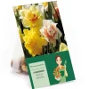 Narzissen GefüllteMischung 15 Stück Narcissus double Mixed< Töpfe