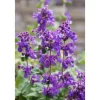 Töpfe<Nepeta Racemosa Superba Katzenminze Ca. 9x9 cm Topf