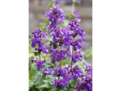 Töpfe<Nepeta Racemosa Superba Katzenminze Ca. 9x9 cm Topf