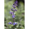 Nepeta X Faassenii Walker's Low Katzenminze Ca. 9x9 cm Topf< Töpfe
