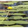 Outlet Nuphar Lutea Teichmummel Ca 11x11 cm Topf