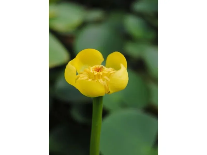 Outlet Nuphar Lutea Teichmummel Ca 11x11 cm Topf