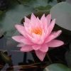 Töpfe<Nymphaea Odorata Seerose Ca. 11x11 cm Topf