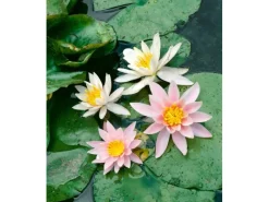 Töpfe<Nymphaea Odorata Seerose Ca. 11x11 cm Topf