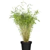Töpfe<OBI Gartenbambus Höhe 60 - 80 cm Topf ca. 5 l Fargesia murielae