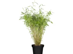 Töpfe<OBI Gartenbambus Höhe 60 - 80 cm Topf ca. 5 l Fargesia murielae