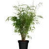 GROW by OBI Töpfe<OBI Gartenbambus "Light Green" Höhe ca. 40 - 60 cm Topf ca. 5 l Fargesia