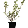 Outlet GROW by OBI OBI Gartenjasmin "Schneesturm" Weiß Höhe ca.50-60 cm Topf ca. 3,5 l Philadelphus