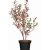 GROW by OBI Töpfe<OBI Heidelbeere "Elisabeth" Höhe ca. 30 cm - 40 cm Topf ca. 3 l Vaccinium