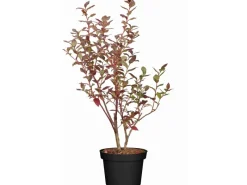 GROW by OBI Töpfe<OBI Heidelbeere "Elisabeth" Höhe ca. 30 cm - 40 cm Topf ca. 3 l Vaccinium