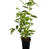 Hot GROW by OBI OBI Heidelbeere "Goldtraube" Blau Höhe ca. 20 - 30 cm Topf ca. 3 l Vaccinium