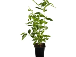 Hot GROW by OBI OBI Heidelbeere "Goldtraube" Blau Höhe ca. 20 - 30 cm Topf ca. 3 l Vaccinium