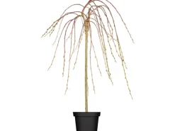 Clearance GROW by OBI OBI Hängende Kätzchenweide "Pendula" Gelb Höhe ca. 50-60 cm Topf ca. 3,5 l Salix