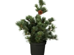 Discount GROW by OBI OBI Japanische Zwergmädchenkiefer "Negishi" Höhe ca. 20 - 30 cm Topf ca. 4,6 l