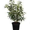 Töpfe<OBI Portugiesischer Kirschlorbeer "Angustifolia" Höhe ca. 50 - 60 cm Topf ca. 5l