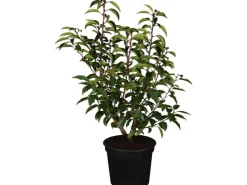 Töpfe<OBI Portugiesischer Kirschlorbeer "Angustifolia" Höhe ca. 50 - 60 cm Topf ca. 5l