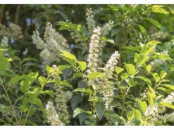 Töpfe<OBI Portugiesischer Kirschlorbeer "Angustifolia" Höhe ca. 50 - 60 cm Topf ca. 5l