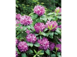 GROW by OBI OBI Rhododendron 