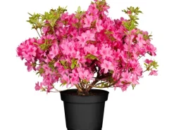 GROW by OBI OBI Rhododendron 