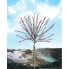 Discount OBI Riesen-Salweide "Mount Aso" Rosa Höhe ca. 80 cm Topf ca. 5 l Salix