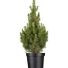 Outlet GROW by OBI OBI Zuckerhutfichte "Conica" Höhe ca. 50 - 60 cm Topf ca. 5 l Picea