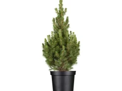 GROW by OBI OBI Zuckerhutfichte "Conica" Höhe ca. 20 - 30 cm Topf ca. 2 l Picea< Töpfe