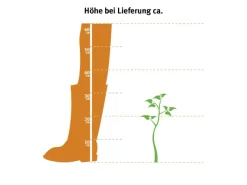 GROW by OBI OBI Zuckerhutfichte 