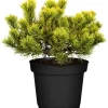 Hot GROW by OBI OBI Zwergkiefer "Wintergold" Höhe ca. 20 - 30 cm Topf ca. 4,6 l Pinus mugo