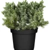 GROW by OBI Töpfe<OBI Zwerg-Wacholder "Blue Star" Blau Höhe ca. 10 - 20 cm Topf ca. 2 l Juniperus