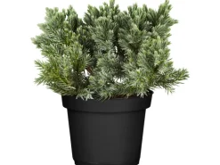 GROW by OBI Töpfe<OBI Zwerg-Wacholder "Blue Star" Blau Höhe ca. 10 - 20 cm Topf ca. 2 l Juniperus