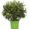 Töpfe<Olivenbaum Busch Topf-Ø ca. 16 cm Olea