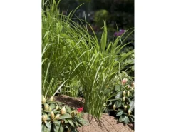 Clearance Panicum Virgatum Northwind Rutenhirse Ca. 9x9 cm Topf