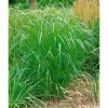 Panicum Virgatum Warrior Rutenhirse Ca. 9x9 cm Topf< Töpfe
